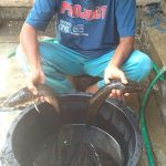 Pengenalan Ikan Gabus Asal Kab Buru Ke Pemerintah Pusat