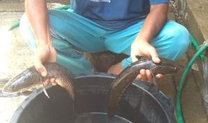 Pengenalan Ikan Gabus Asal Kab Buru Ke Pemerintah Pusat