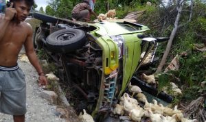Mobil Pengakut Ayam Potong Terguling di Penurunan Desa Woise Kolaka Utara